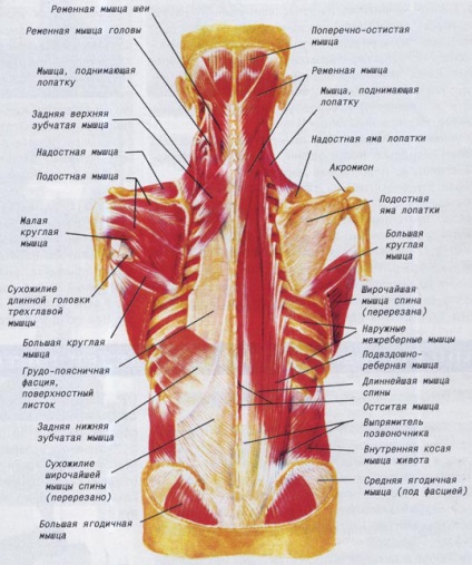 Exerciții pentru întărirea corsetei musculare