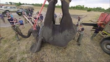 Ahhoz, hogy időben legyen - 240 másodperc, hogy helyesen szállítsanak elefántot a nemzeti földrajzi Oroszországból