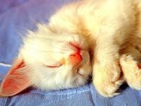 Gondozás a macskákra, a macska ápolására, a macskák megőrzésére, a macska ápolására Perzsa macskák, brit ápolás