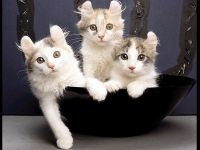 Îngrijirea pisicilor, îngrijirea pisicilor, păstrarea pisicilor, îngrijirea pisicilor, pisicile persane, îngrijirea britanică