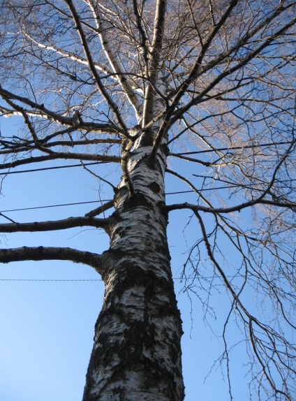 A fák törzsének gondozása a tavaszi tisztítás, fertőtlenítés, sebjavítás, fehérek kezelésében