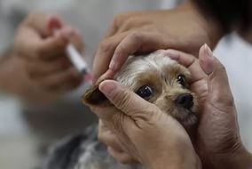 Vaccinarea animalelor