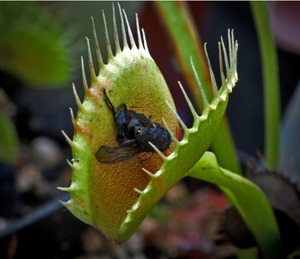 A Venus Flycatcher (Dionia) ezt a ragadozó növényt, a virágápolást otthon tartja