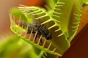 A Venus Flycatcher (Dionia) ezt a ragadozó növényt, a virágápolást otthon tartja