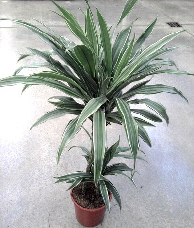 Tipuri de nume de specii Dracaena cu fotografii