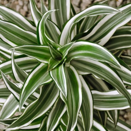 Tipuri de dracaena - fringed, Dereum, parfumat, fotografii și descrieri, video