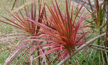 Tipuri de dracaena - fringed, Dereum, parfumat, fotografii și descrieri, video