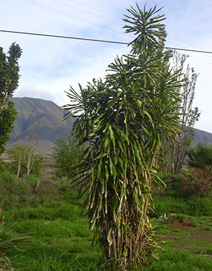 Tipuri de dracaena - fringed, Dereum, parfumat, fotografii și descrieri, video