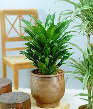 Tipuri de dracaena - fringed, Dereum, parfumat, fotografii și descrieri, video