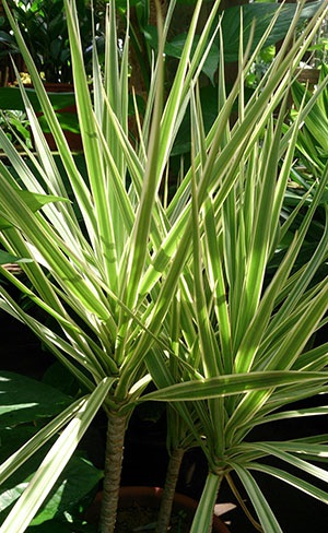 Tipuri de dracaena - fringed, Dereum, parfumat, fotografii și descrieri, video