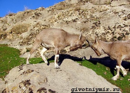 markhor