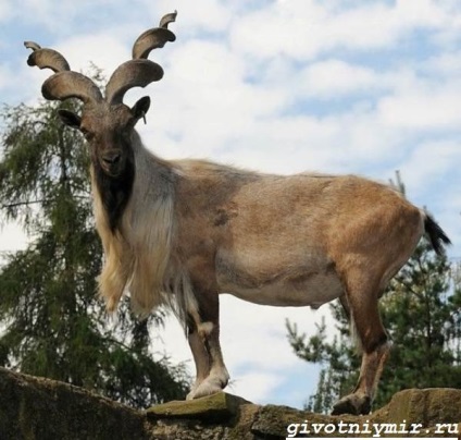 markhor