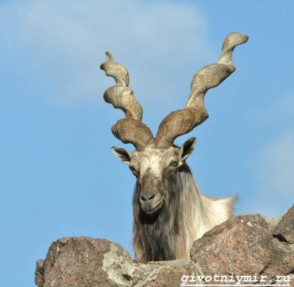 markhor