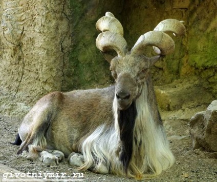 markhor