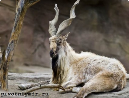 markhor