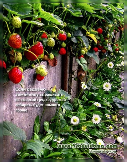 Cultivarea căpșunilor de grădină (căpșuni)
