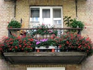 Cultivarea florilor pe un balcon cum să crească o grădină de flori pe o loggie, o fotografie, o afacere ușoară