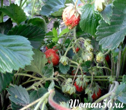 Cultivarea căpșunilor sălbatice