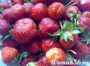 Cultivarea căpșunilor sălbatice