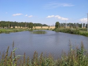 Volchkovichi víztározó (madár) közelében Minszk, a portál