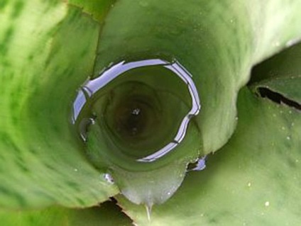 Vriesia este un epifit tropical în casă