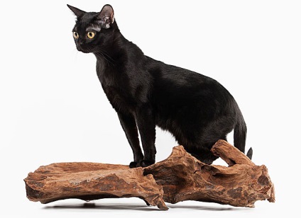 Totul despre Bombay Cat