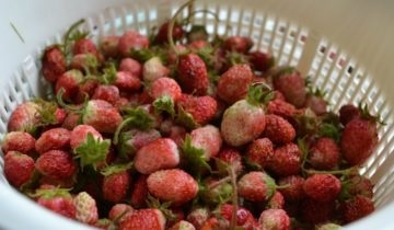 Totul despre gradina de strawberry albion - o descriere a soiului, ceea ce este diferit de căpșuni, plantare, îngrijire și