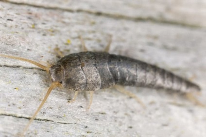 Întregul adevăr despre insectele caselor din apartament! Acționați urgent ...