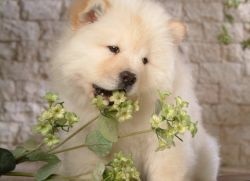 Caracterul chow-chow