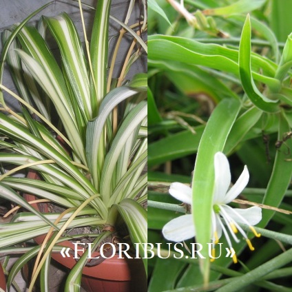 Chlorophytum cocoșată fotografie de plantă, plantare și îngrijire la domiciliu, proprietăți utile