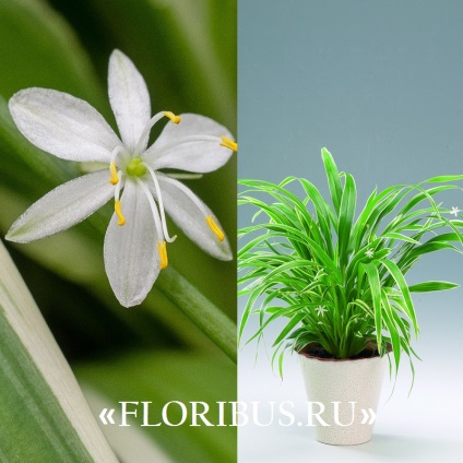 Chlorophytum cocoșată fotografie de plantă, plantare și îngrijire la domiciliu, proprietăți utile