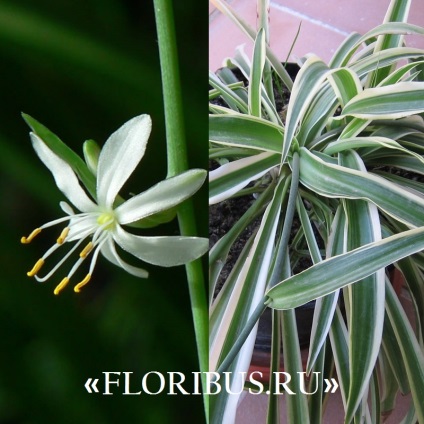 Chlorophytum cocoșată fotografie de plantă, plantare și îngrijire la domiciliu, proprietăți utile