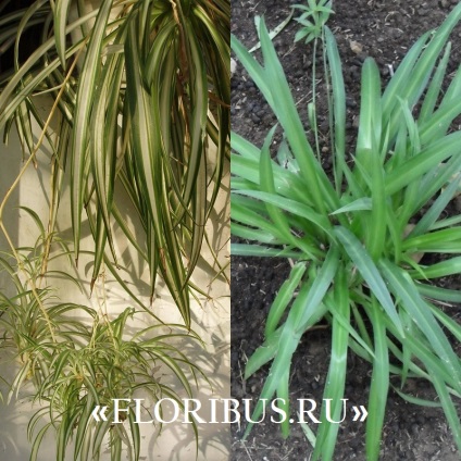 Chlorophytum cocoșată fotografie de plantă, plantare și îngrijire la domiciliu, proprietăți utile