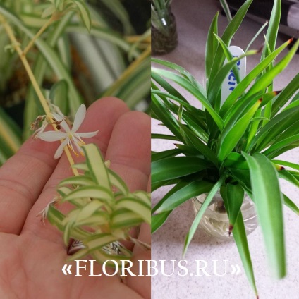 Chlorophytum cocoșată fotografie de plantă, plantare și îngrijire la domiciliu, proprietăți utile