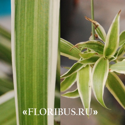 Chlorophytum cocoșată fotografie de plantă, plantare și îngrijire la domiciliu, proprietăți utile