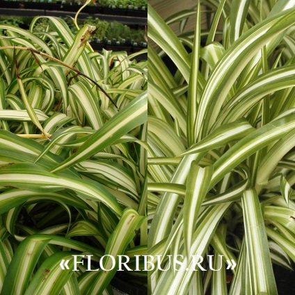 Chlorophytum krónikus fotó birtokol, ültetés és gondozás otthon, hasznos tulajdonságok