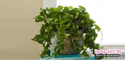Hoya ceară de iederă pot păstra casa și cum să aibă grijă de plante