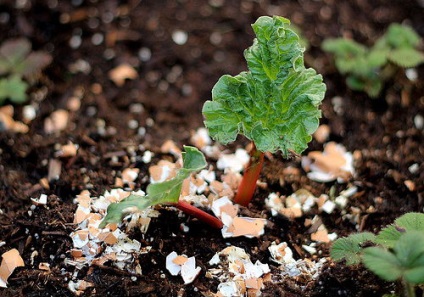 Tojáshéj, mint műtrágya a kertben - amely növények