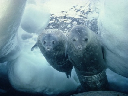 Cutie de pandore - 10 fapte incredibil de abrupte despre Antarctica