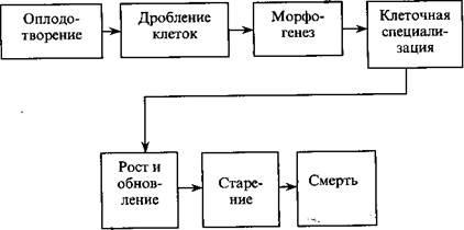 Legea ontogeniei - stadopedia