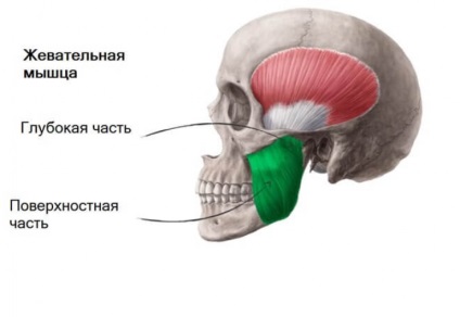 Mușchii mușcați ai feței - sursa de cefalee, durere de dinți și bruxism
