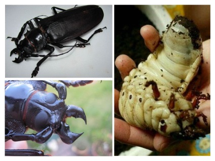 Beetle Titanium Beetle