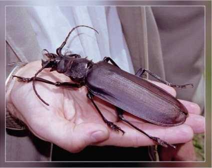 Beetle-gândac de titan (lat