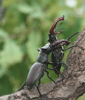 Beetles cerb - site-ul pentru copii zateevo