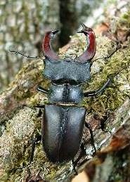 Beetle-cerb sau cerb (lucanus cervus)