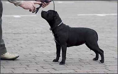 Az elmúlt 10 évben ismert külföldi óvodák - orosz portál Staffordshire Bull Terrier