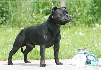 Az elmúlt 10 évben ismert külföldi óvodák - orosz portál Staffordshire Bull Terrier