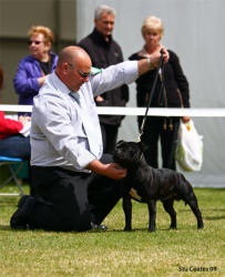 Pesterile străine celebre din ultimii 10 ani - portal rusesc Staffordshire Bull Terrier