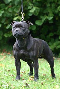 Az elmúlt 10 évben ismert külföldi óvodák - orosz portál Staffordshire Bull Terrier