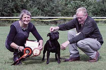 Az elmúlt 10 évben ismert külföldi óvodák - orosz portál Staffordshire Bull Terrier